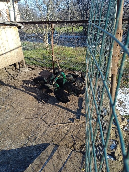 Продам. Инкубационные яйца утки каюга.