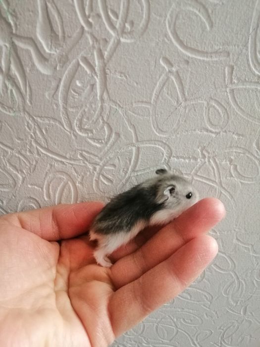 Малыши джунгарики. Домашнего разведения. Площадь Шевченка