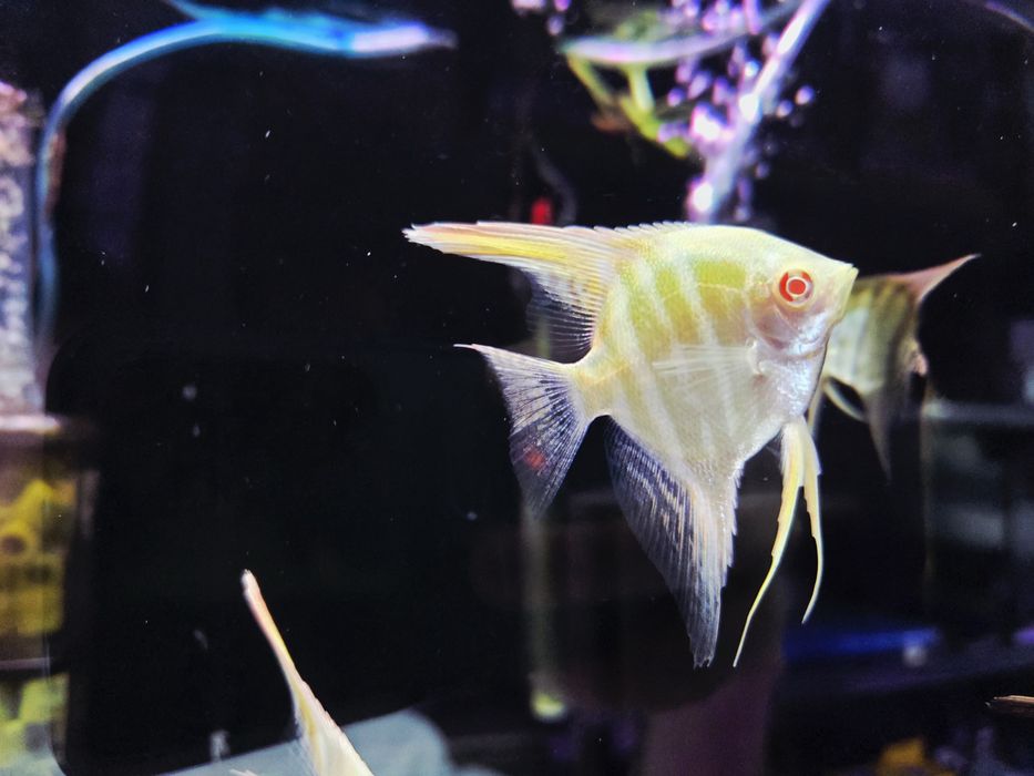 Skalar Dantum albino