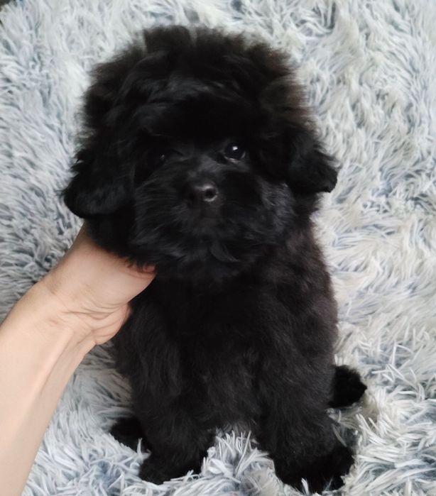 Чорно-шоколадне ведмежатко-дівчинка. Супер плюш ПомаПу