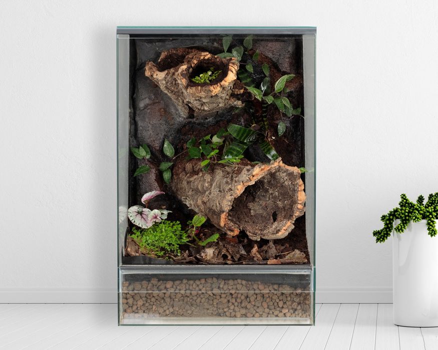 Terrarium las w szkle paludarium