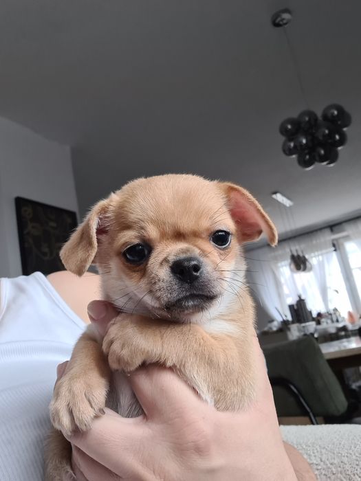 Chihuahua już do odbioru