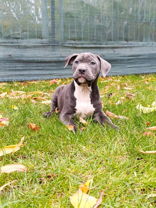 Suczka American Staffordshire Terrier
