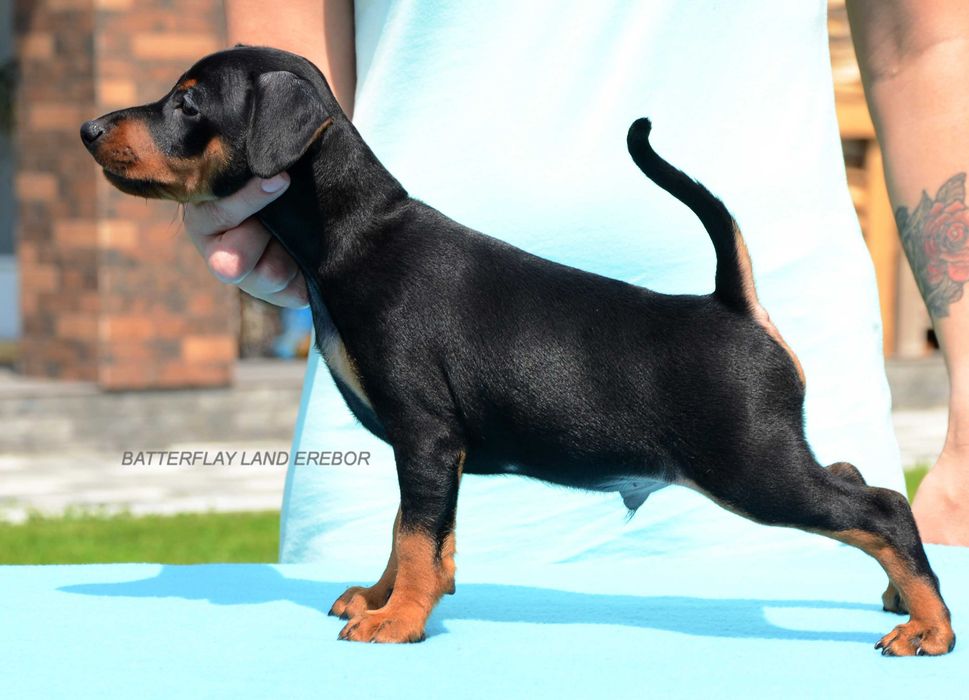 Цвергпінчер ( карликовий , миниатюрний пінчер )