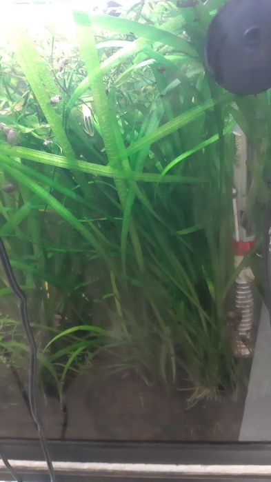 Lote plantas aquario