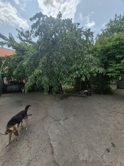 Продам дом на Вороновке