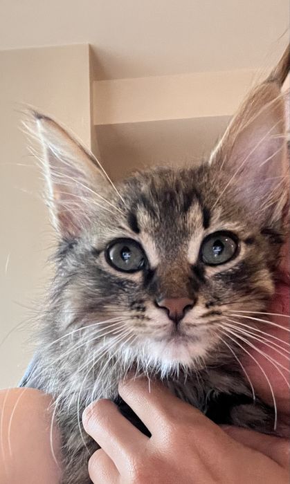 Дуже миле котеня хлопчик
