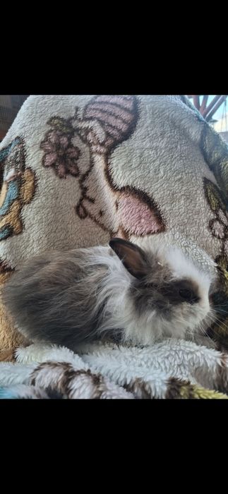 Miniaturki króliczki