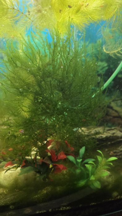 Roslina  akwariowa mech jawarski (Taxiphyllum barbieri)