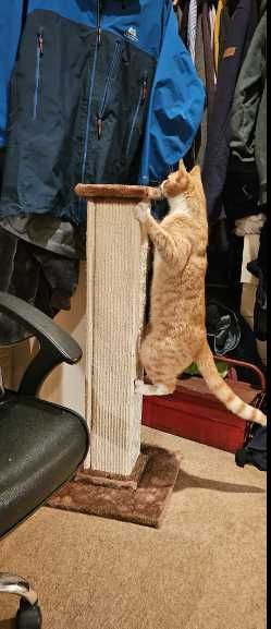 Poste arranhador para gato - 40 x 40 x 90 cm - NOVO - ENVIO GRÁTIS