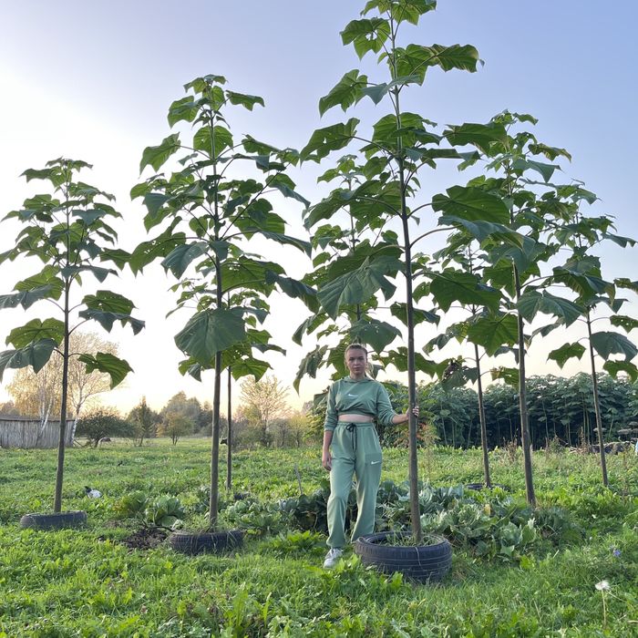 Насіння Павловнії Shan Tong уп. 1000шт, Семена Павловнии із ПОДАРУНКОМ