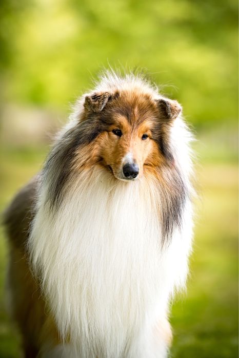 Szczeniak Owczarek Szkocki Długowłosy- gotowy do odbioru :)