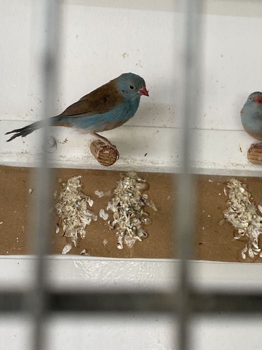 Peitinhos celeste 2025