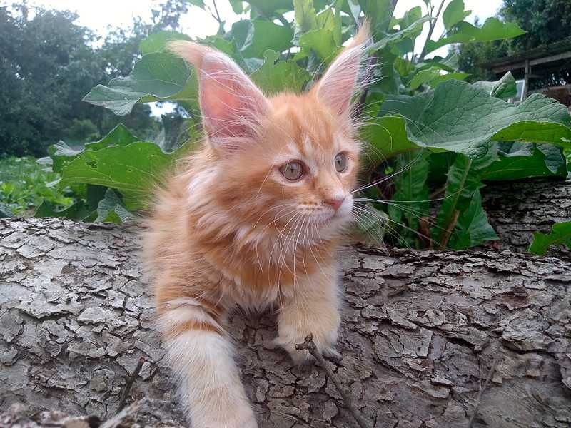 Кошенята мейн-куна,  дівчинки, Ужгород