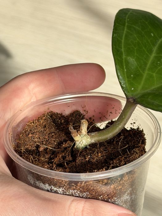 Hoya Sarawak / Хойя Саравак