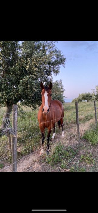 Egua com 14 anos Montada