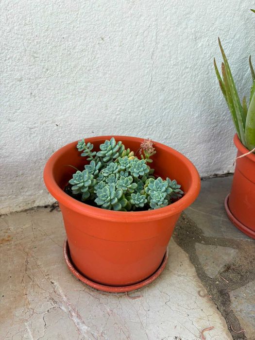 Vasos Grandes Plantas Variadas