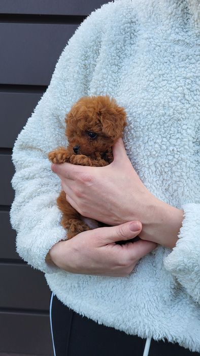 Мальтіпу, Той пудель хлопчик Китай, тікап (teacup Poodle )