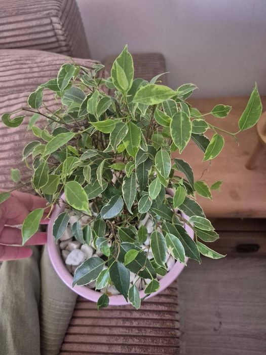 Ficus drobny kirki z misą
