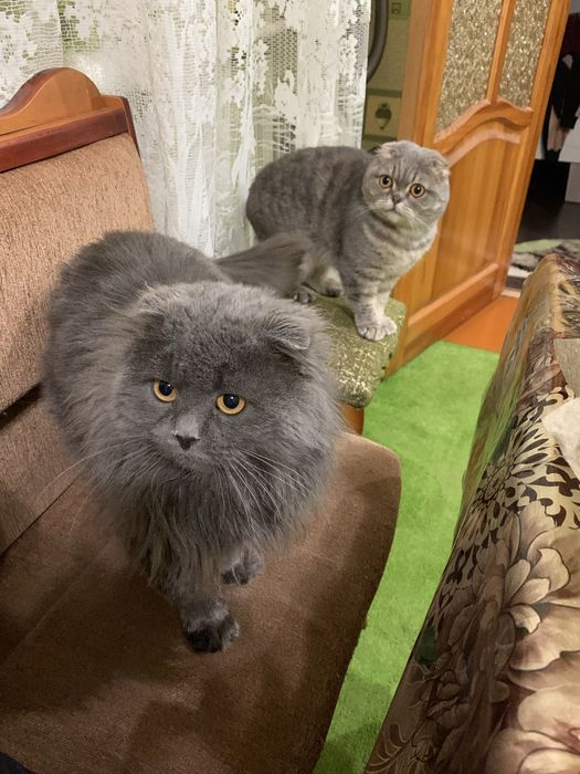 В,язка висловухий шотландець