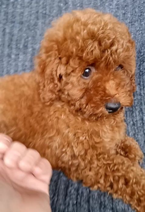 Пудель хлопчик редбраун