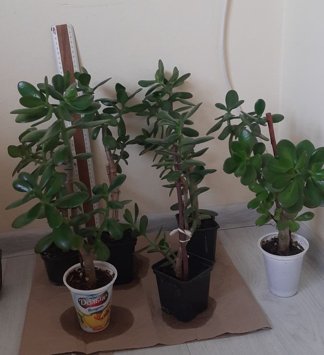 Грошове дерево, красулла, толстянка. Садженці.