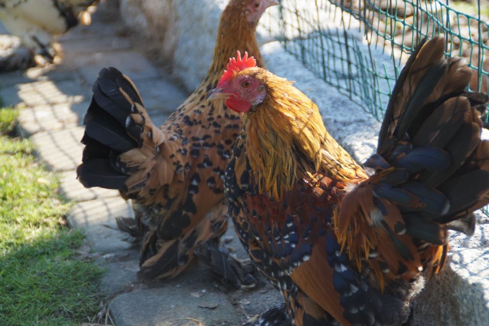 Kury ozdobne karzełek łapciaty