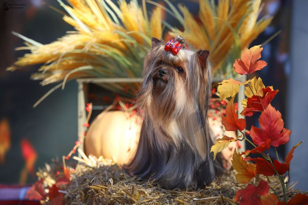 Вязка Кобель Йоркширский терьер