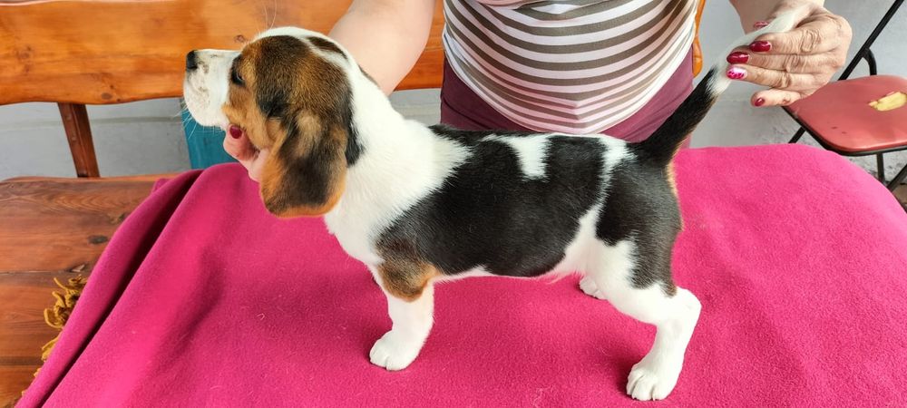 Piesek- Szczenię Beagle