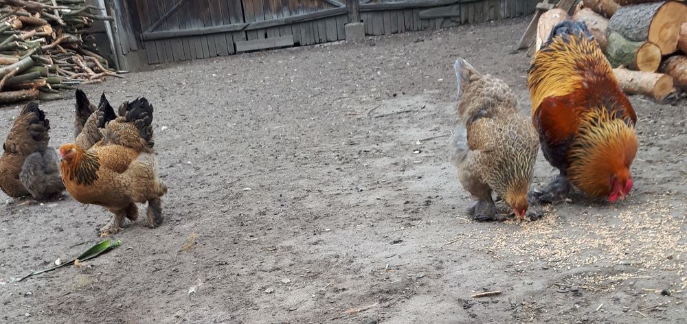 Jaja lęgowe Brahma Kuropatwiana – czysto rasowe ptaki