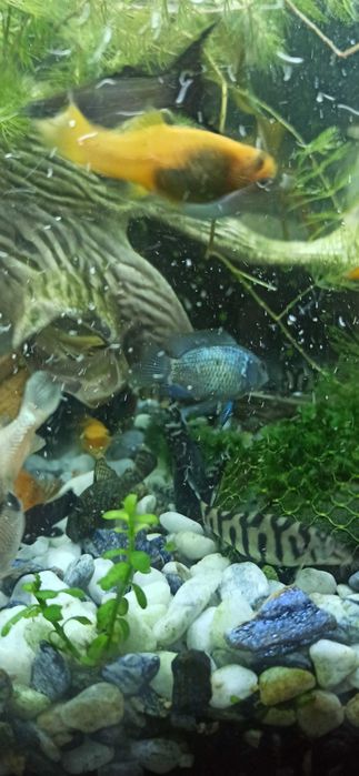 Боція мраморна продаю