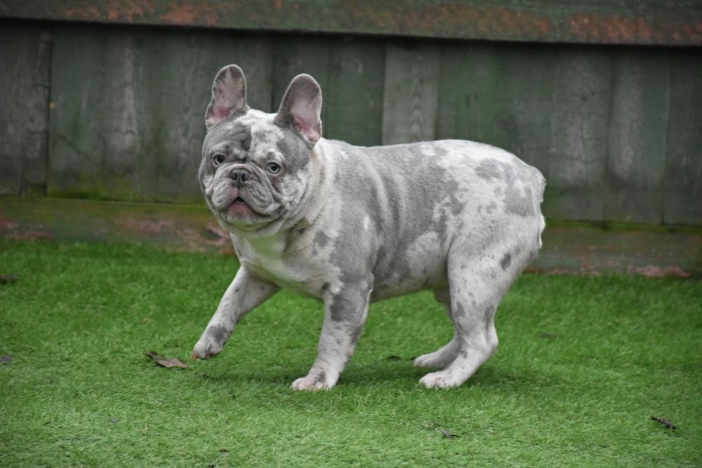 Ліловий мерле в'язка