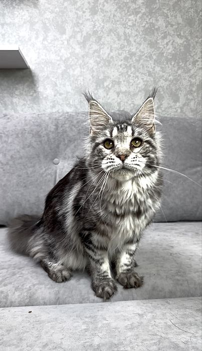 Дівчинка чорний мармур на сріблі