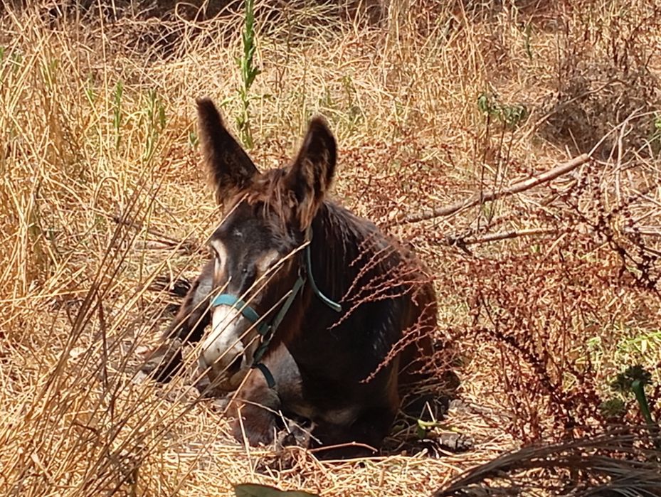 Burro Mirandês muito manso.