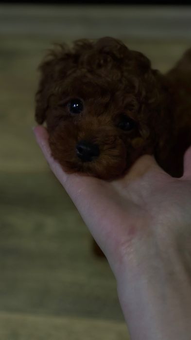 Кукляш Toy poodle, насыщенно темный Red Brown, Китай