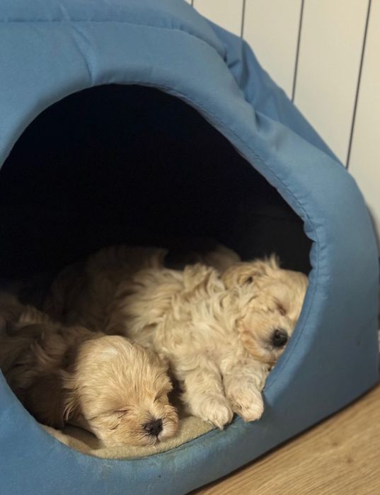 Szczeniak maltipoo / Matka FCI/ gotowy do nowego domku