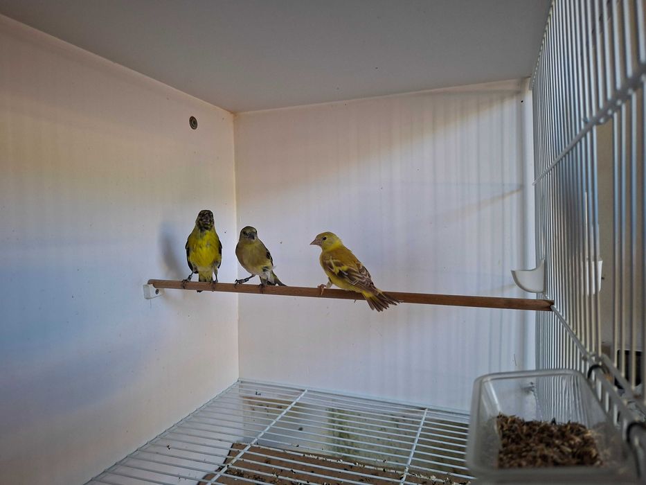 Magelanicos & cardinalitos