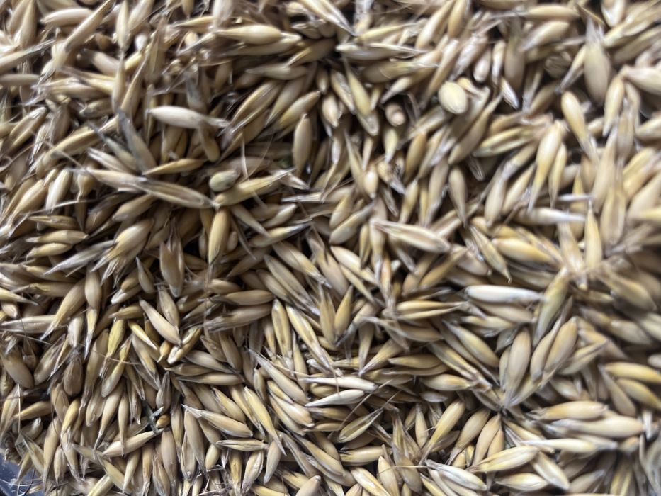 Owies, pelet  2025 ilosc ok 30 t