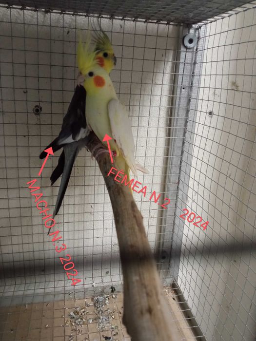 calopsitas caturras para cedência