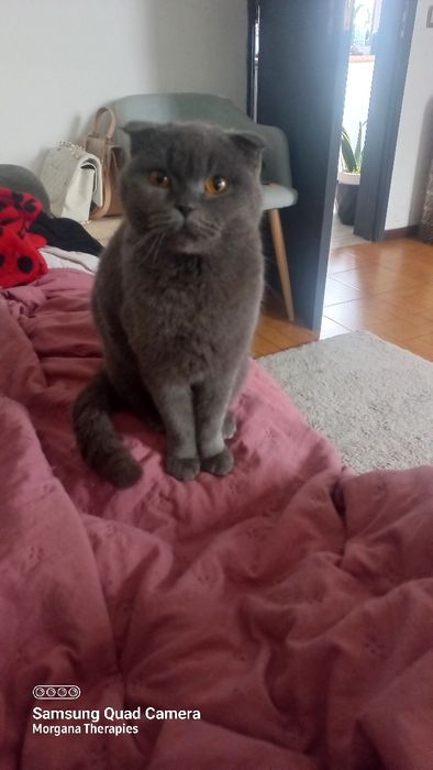 Femea scottish fold blue