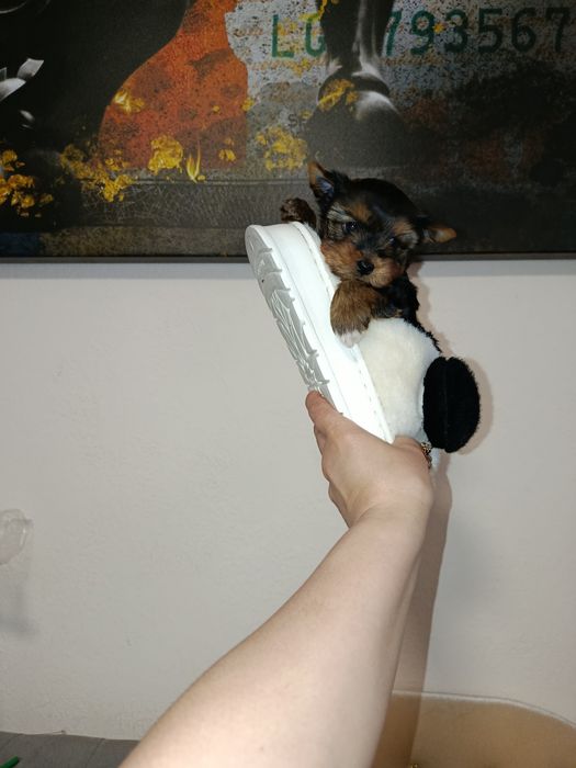 В продажі йоркширський терьер 
Є дівчинка та хлопчик 
Одеськ