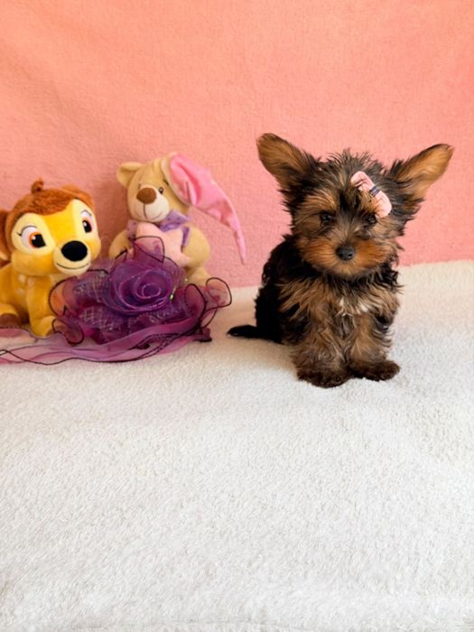 Yorkshire Terrier Fêmea