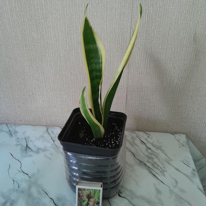 Сансівьерія   з жовтими краями