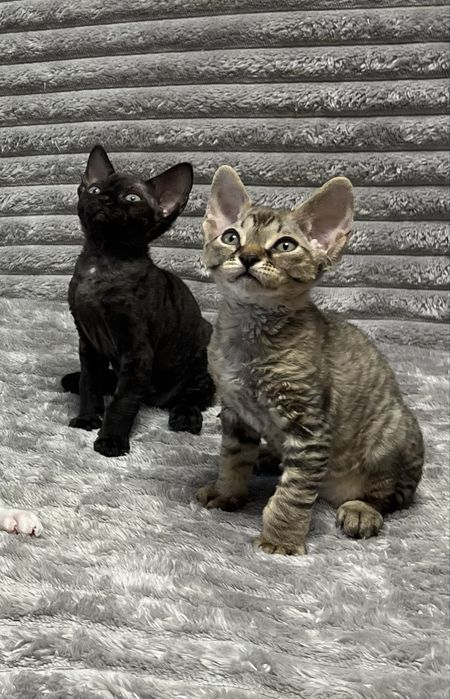 Кошенята Девон рекс/ Devon Rex
