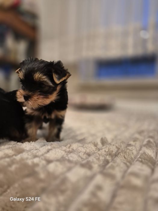 Yorkshire terier  sunia