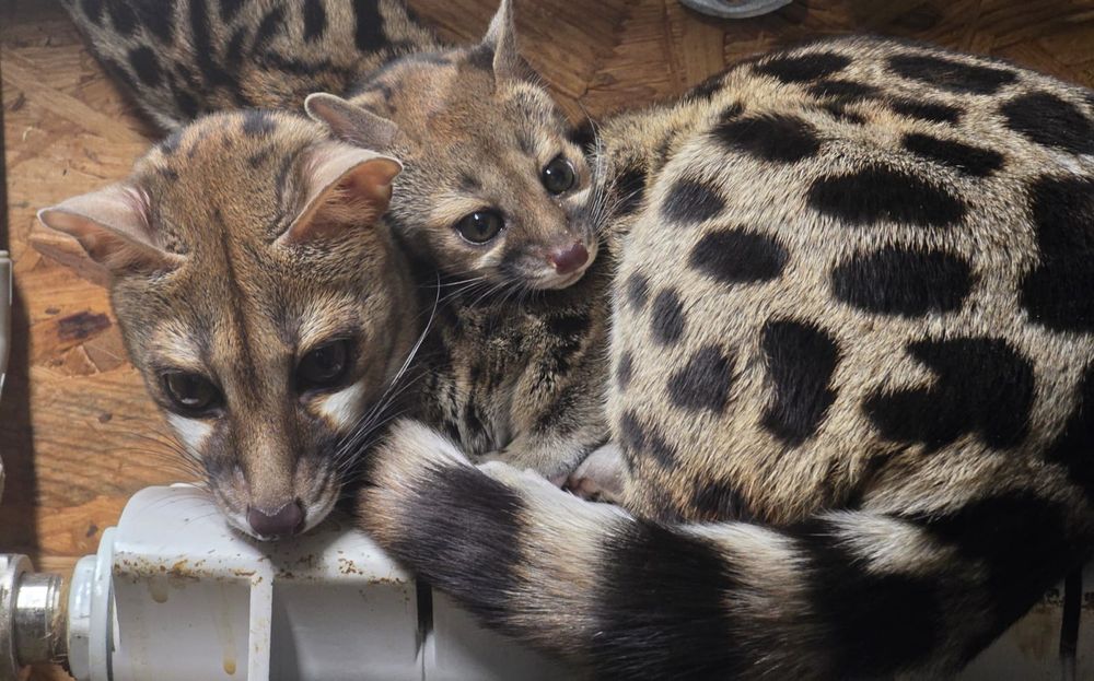 Żeneta lamparcia (Genetta maculata)