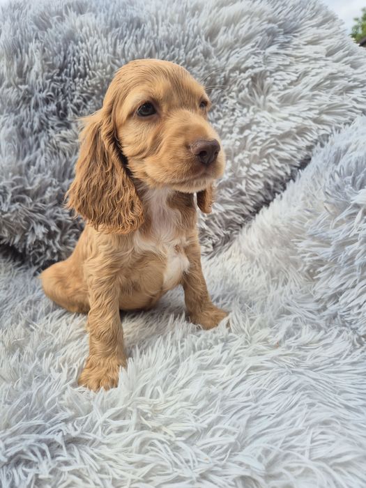 Cocker spaniel piesek 3