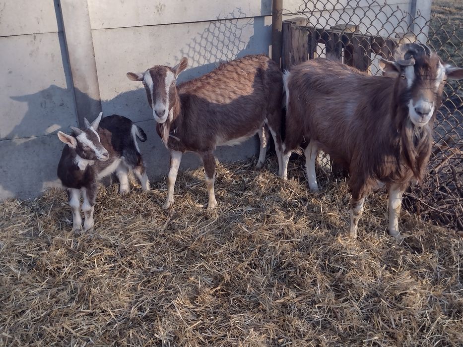 Koza kozy kozy mleczne. Toggenburg seaneńskie