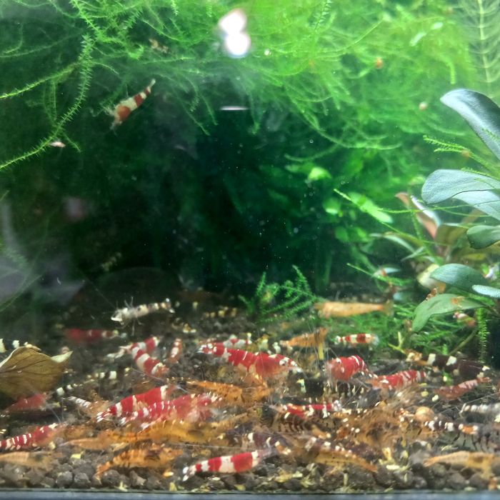 Krewetki caridina.