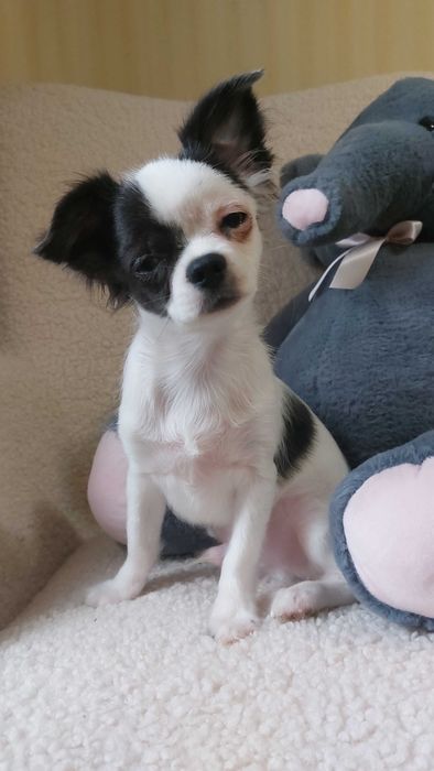 Довгошерсті хлопчики Чихуахуа